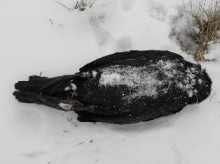 Obglavljeno truplo kormorana